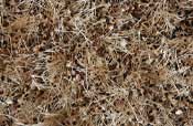 Aalishan Textile : Shaggy